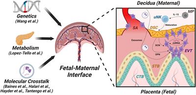 Editorial: Cellular and molecular determinants of pregnancy success at the fetal-maternal interface in health and disease